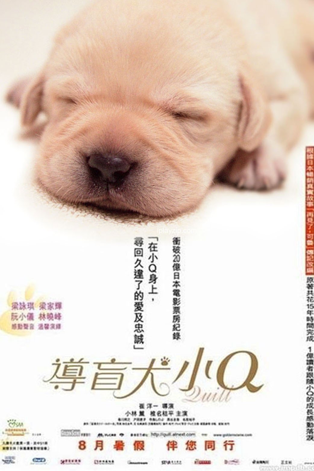 导盲犬小 Q